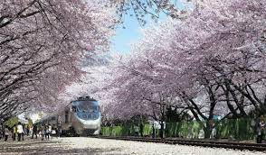 Gyeonghwa Station Capture The Essence Of Cherry Blossoms 